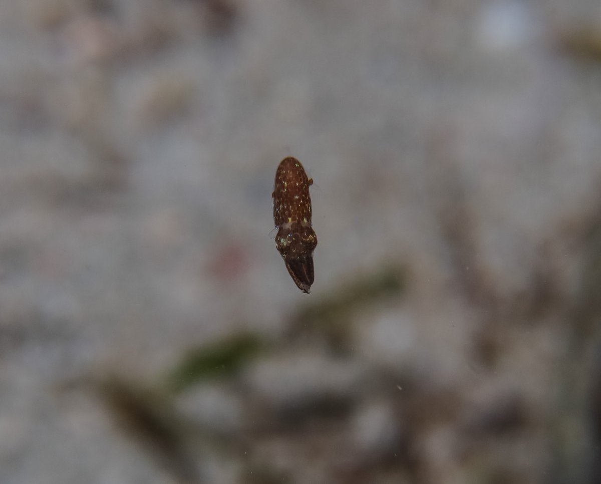 Southern Pygmy Idiosepiid