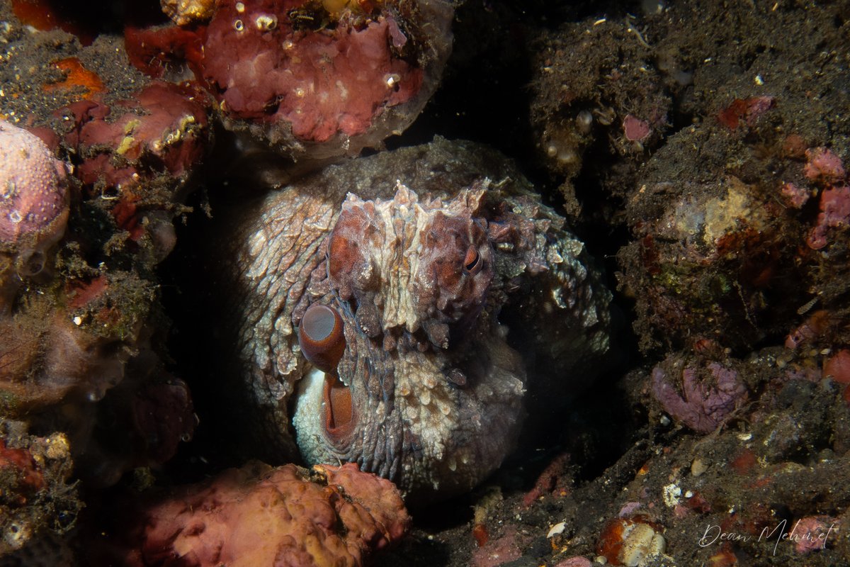 Day Octopus hero image
