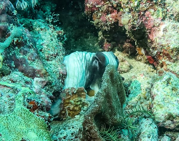 Day Octopus - Photo 2
