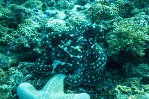 Day Octopus from Malapascua, PH