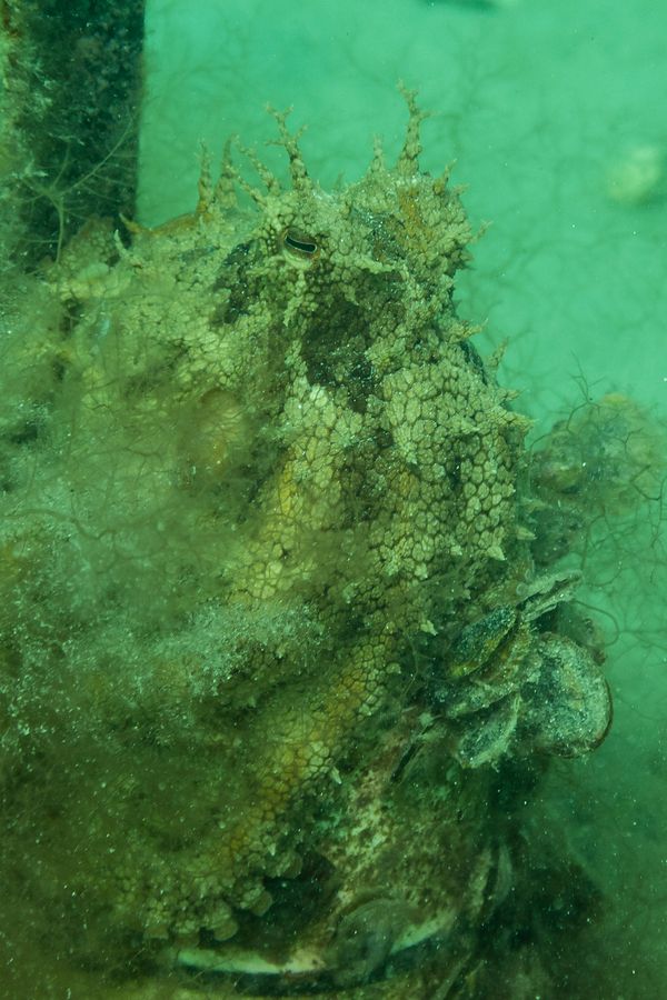 Rye Pier - Media 3