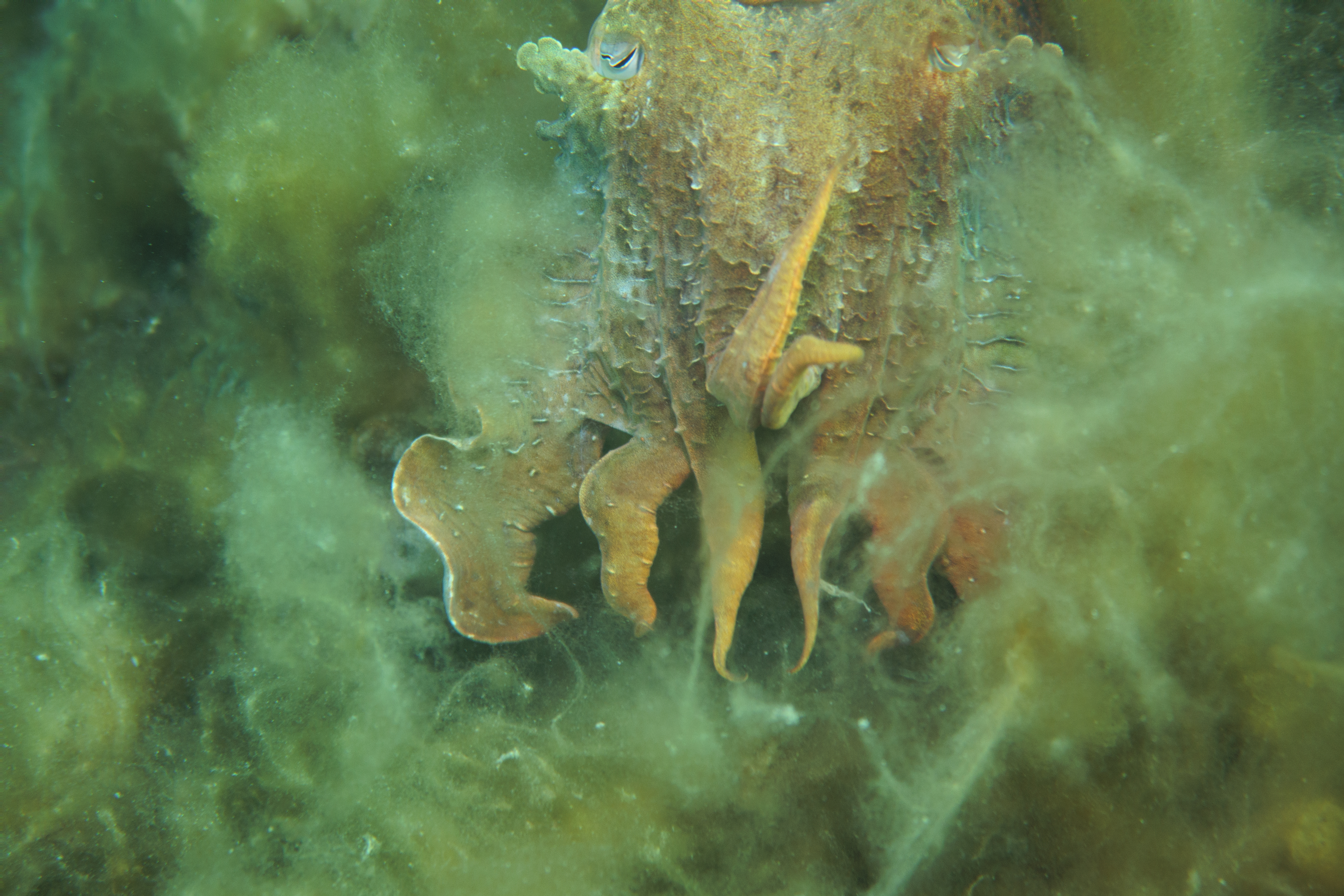 Australian Giant Cuttlefish