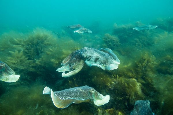 Australian Giant Cuttlefish - Whyalla - Undated - Dive 1 - Stony Point