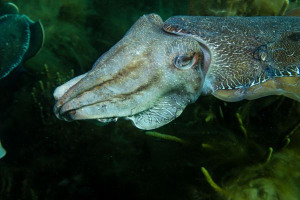 Australian Giant Cuttlefish - Whyalla - Undated - Dive 1 - Stony Point