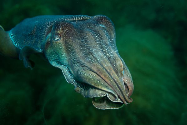 Australian Giant Cuttlefish - Whyalla - Undated - Dive 1 - Stony Point