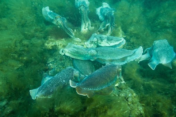 Australian Giant Cuttlefish - Whyalla - Undated - Dive 1 - Stony Point