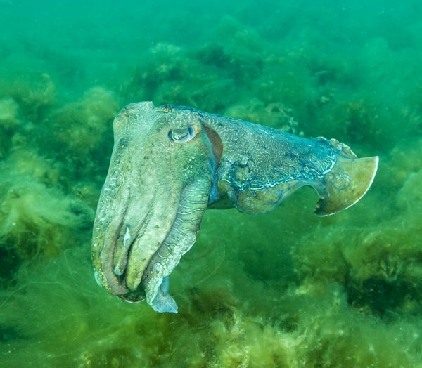 Australian Giant Cuttlefish - Whyalla - Undated - Dive 1 - Stony Point