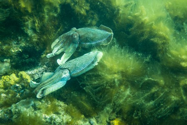 Australian Giant Cuttlefish - Whyalla - Undated - Dive 1 - Stony Point