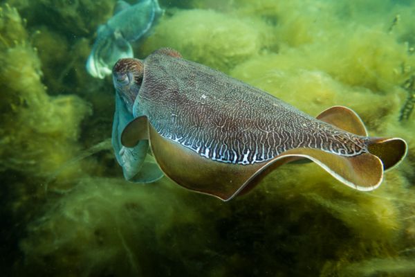 Australian Giant Cuttlefish - Whyalla - Undated - Dive 2 - Whyalla