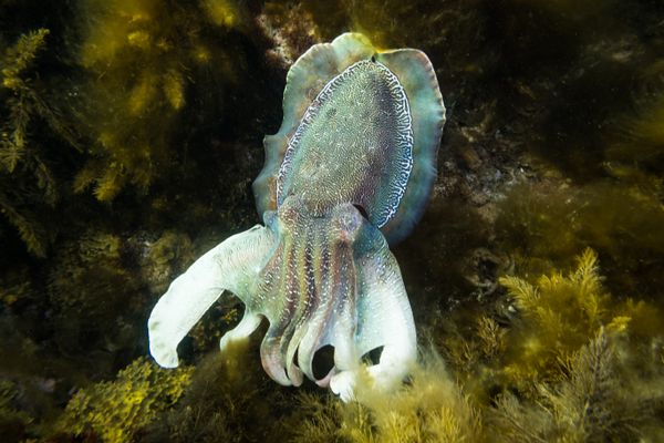 Australian Giant Cuttlefish - Whyalla / Jun 25, 2023