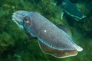 Australian Giant Cuttlefish from Whyalla