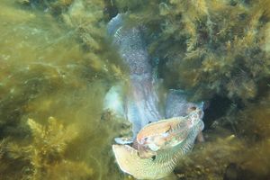 Australian Giant Cuttlefish