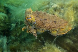 Australian Giant Cuttlefish