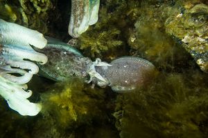 Australian Giant Cuttlefish