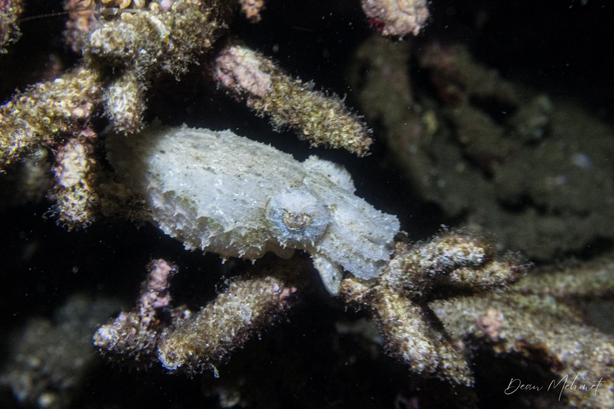 Stumpy-spined Cuttlefish hero image