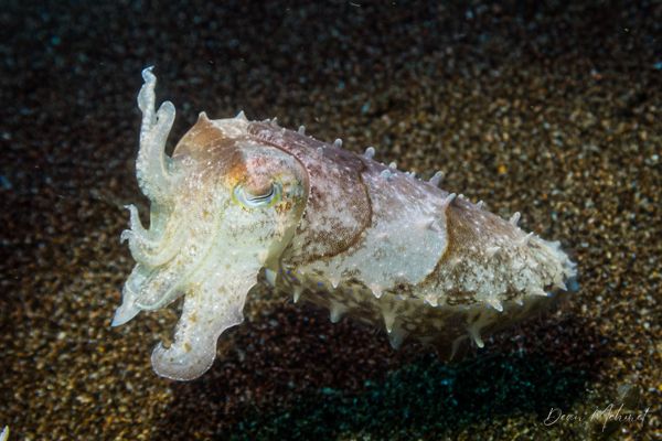 Broadclub Cuttlefish