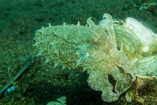 Broadclub Cuttlefish