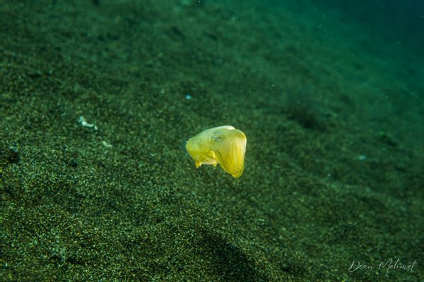 Broadclub Cuttlefish