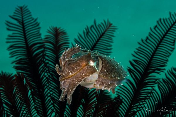 Broadclub Cuttlefish