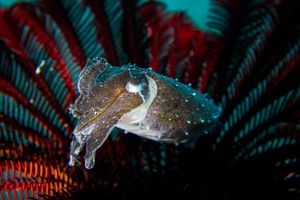 Broadclub Cuttlefish