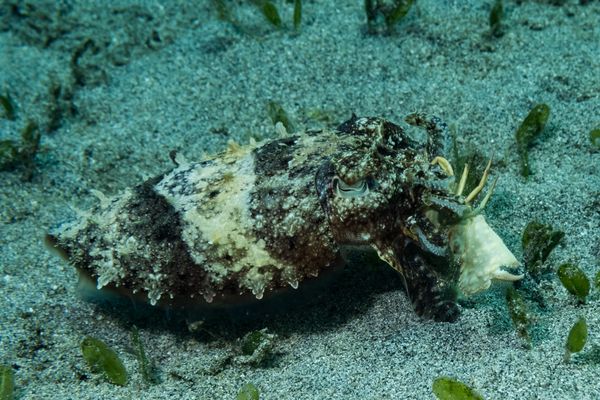 European Common Cuttlefish - Gili Islands, Indonesia - 7 June 2023 - Dive 13 - Seahorse Bay