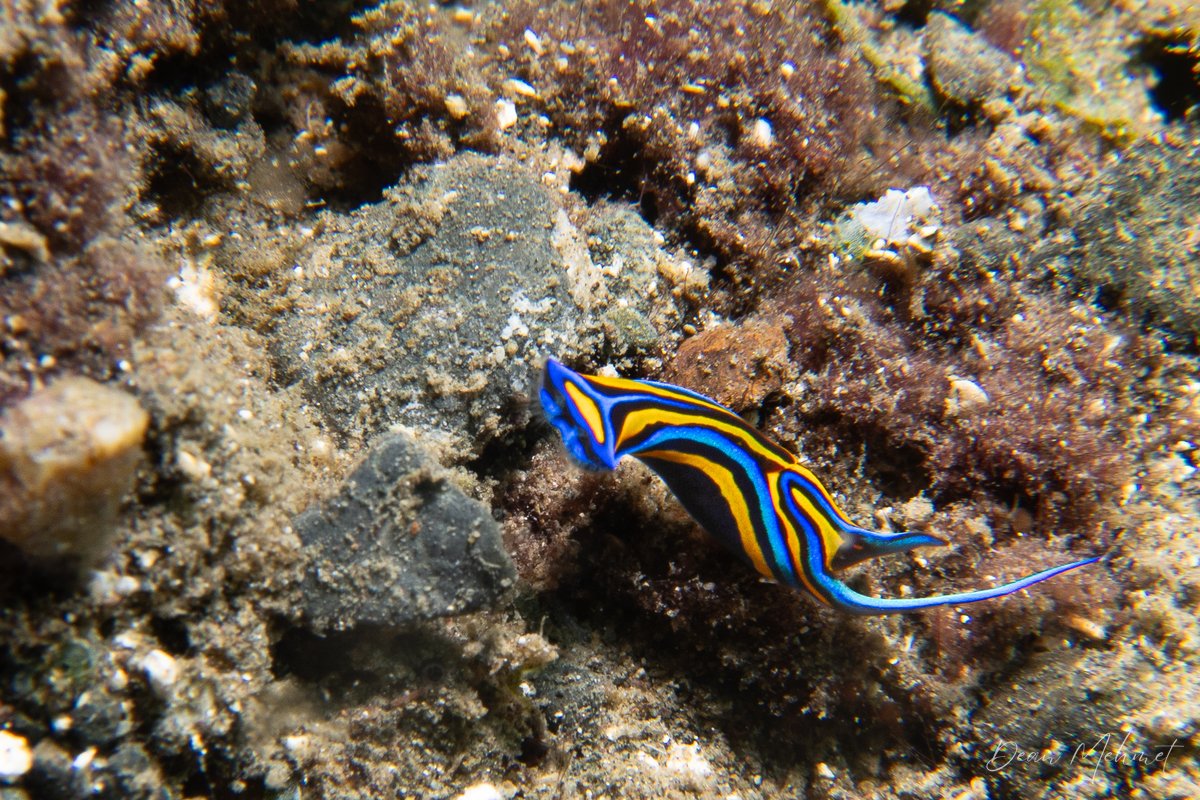 Swallowtail Headshield Slug