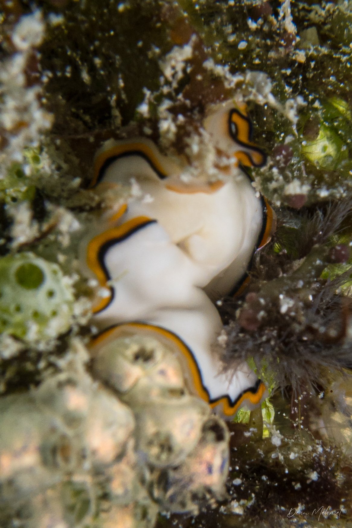 Chelidonura pallida hero image