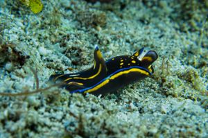 Philinopsis representative species