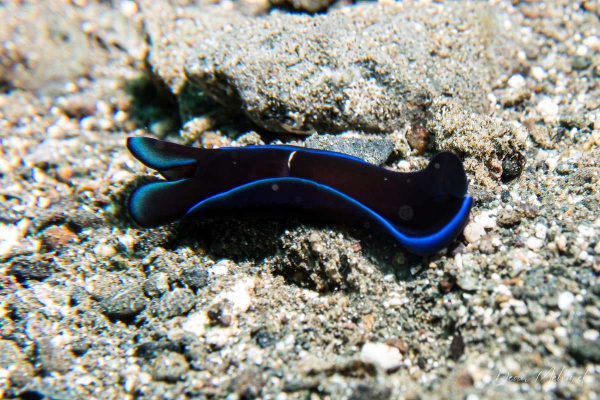 Gardiners Headshield Slug