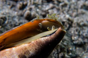 Strawberry Conch representative species