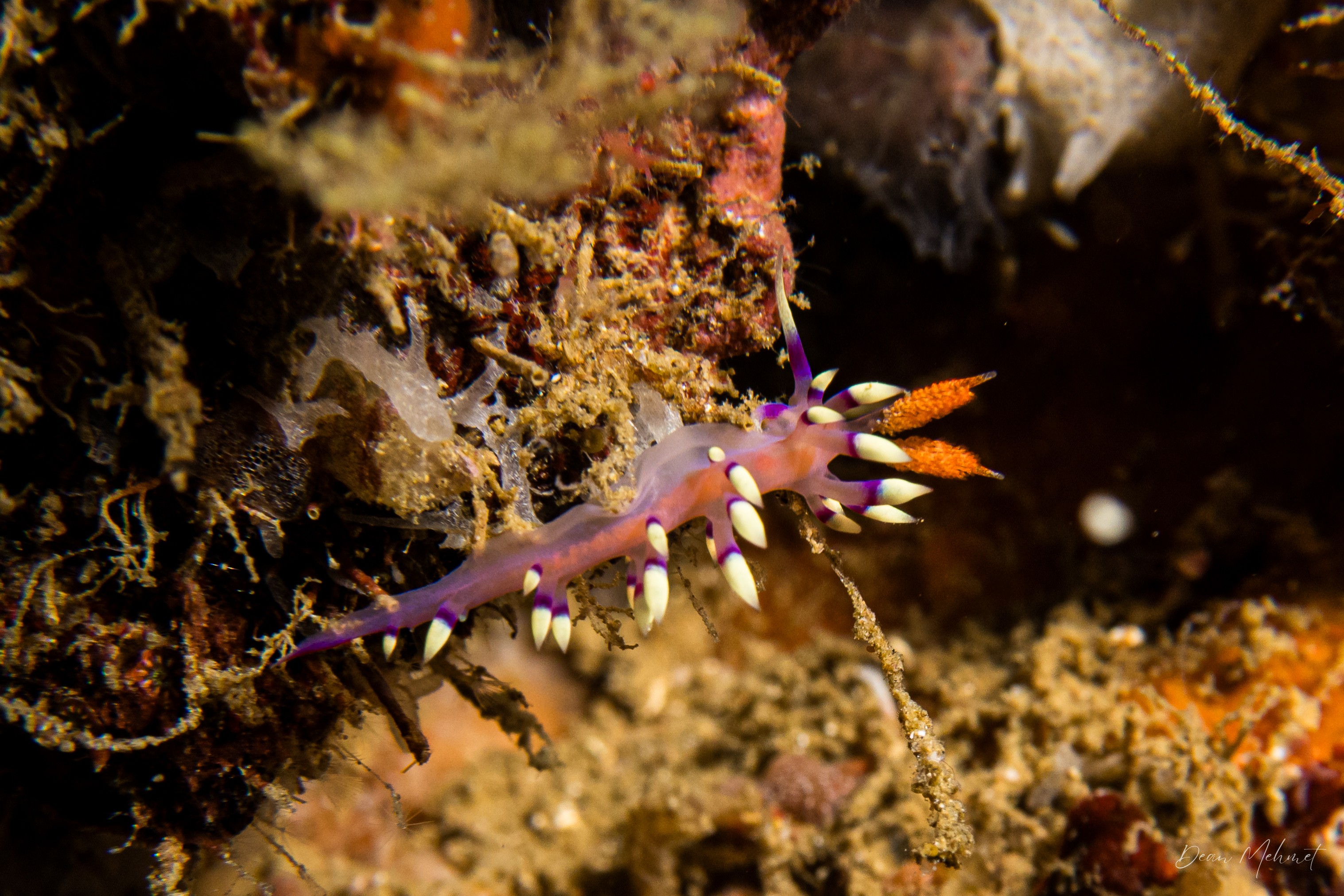 Desirable Flabellina