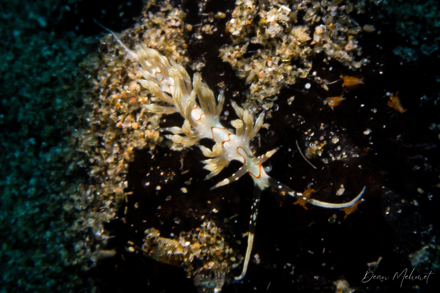Cratena simba