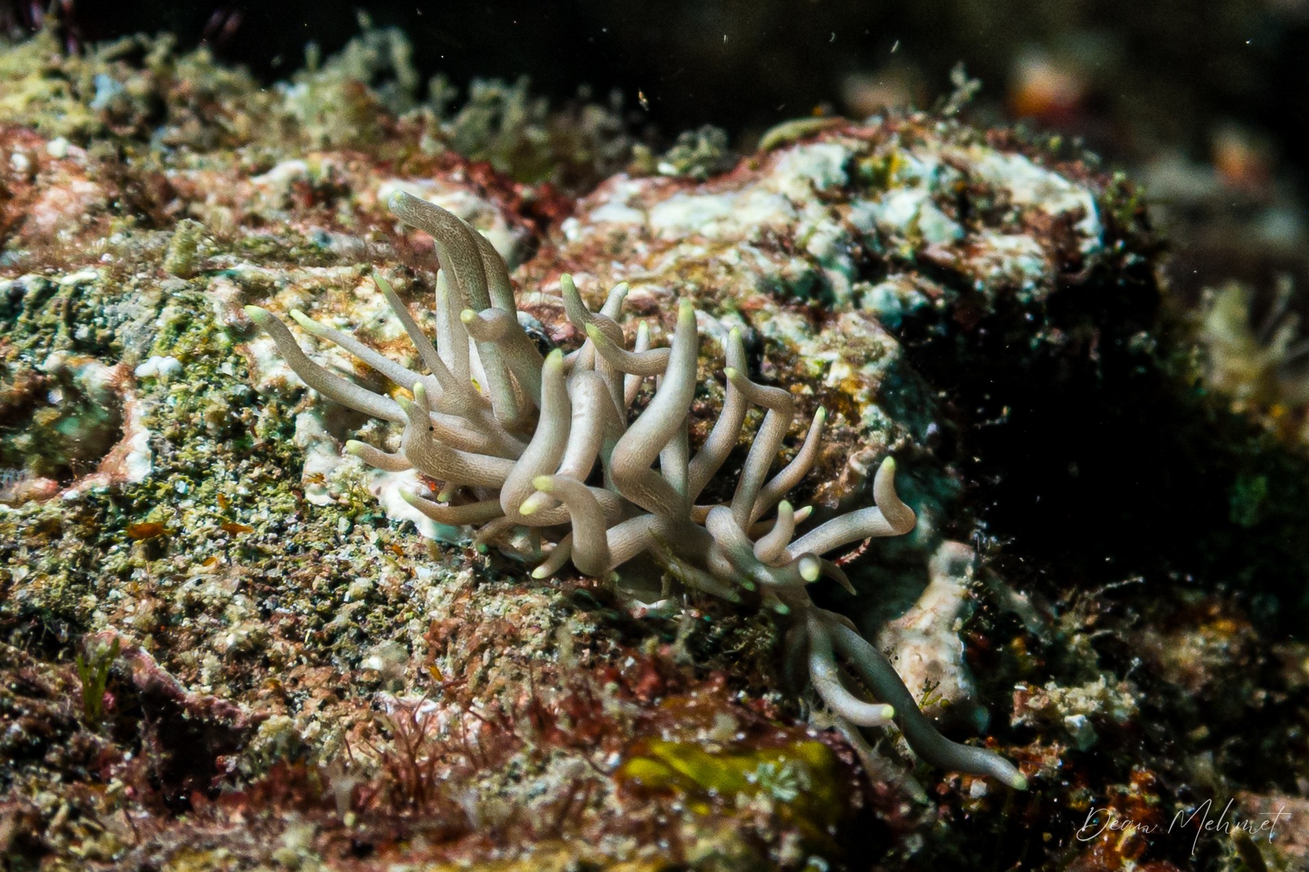 Yellow-tipped Phyllodesmium