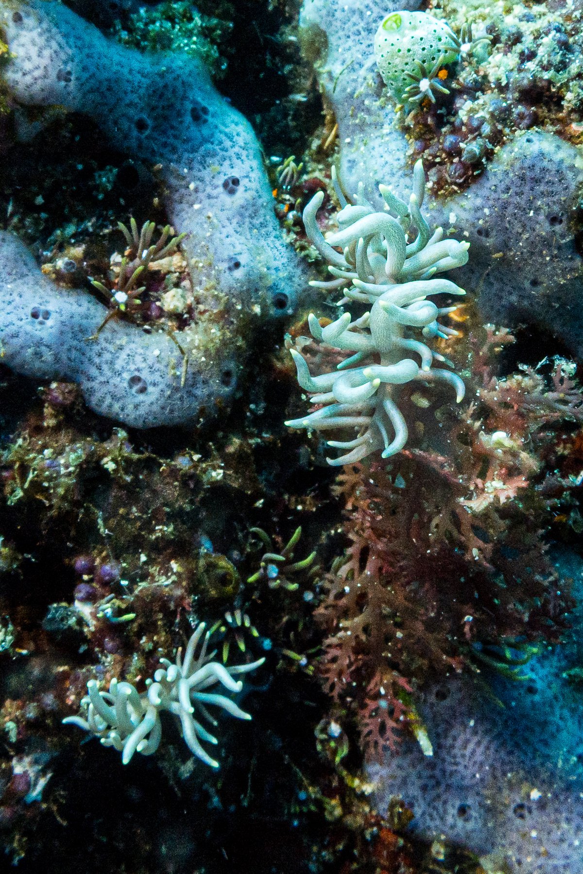 Yellow-tipped Phyllodesmium hero image