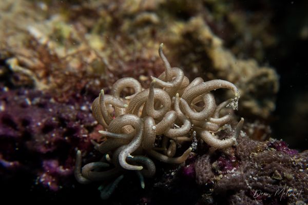 Yellow-tipped Phyllodesmium