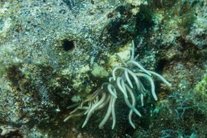 Yellow-tipped Phyllodesmium