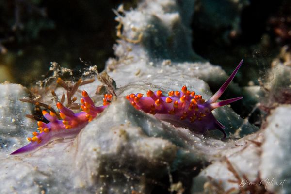 Tropical Gasflame - Tawali, PNG - 17 July 2026 - Dive 1 - Coral Garden