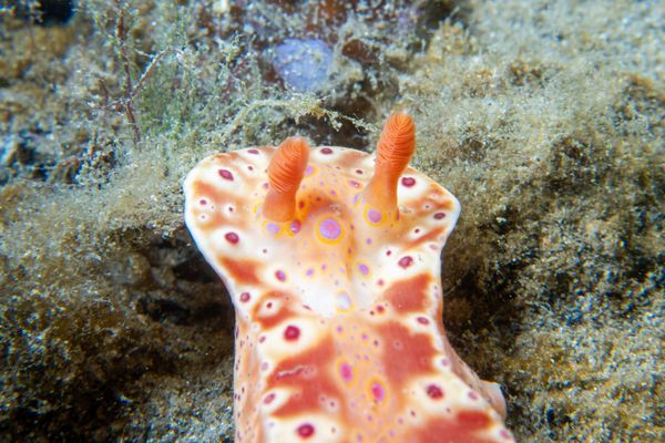 Short-tailed Ceratosoma - Photo 17