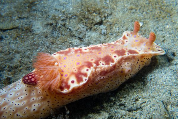 Short-tailed Ceratosoma - Photo 18
