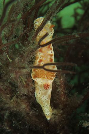 Short-tailed Ceratosoma