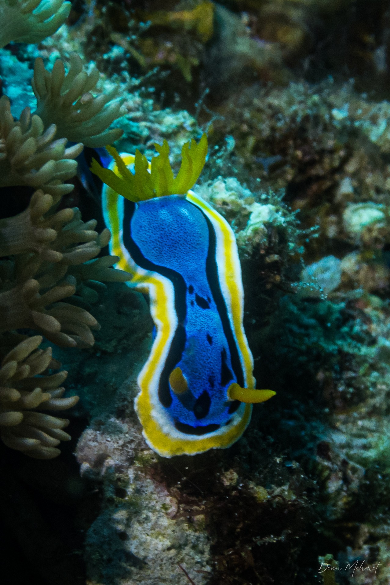 Anna's Chromodoris