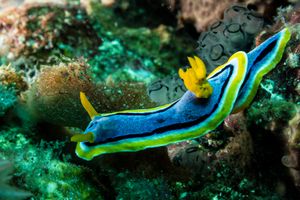 Anna's Chromodoris from Asia 2026