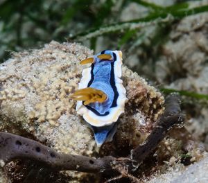 Anna's Chromodoris