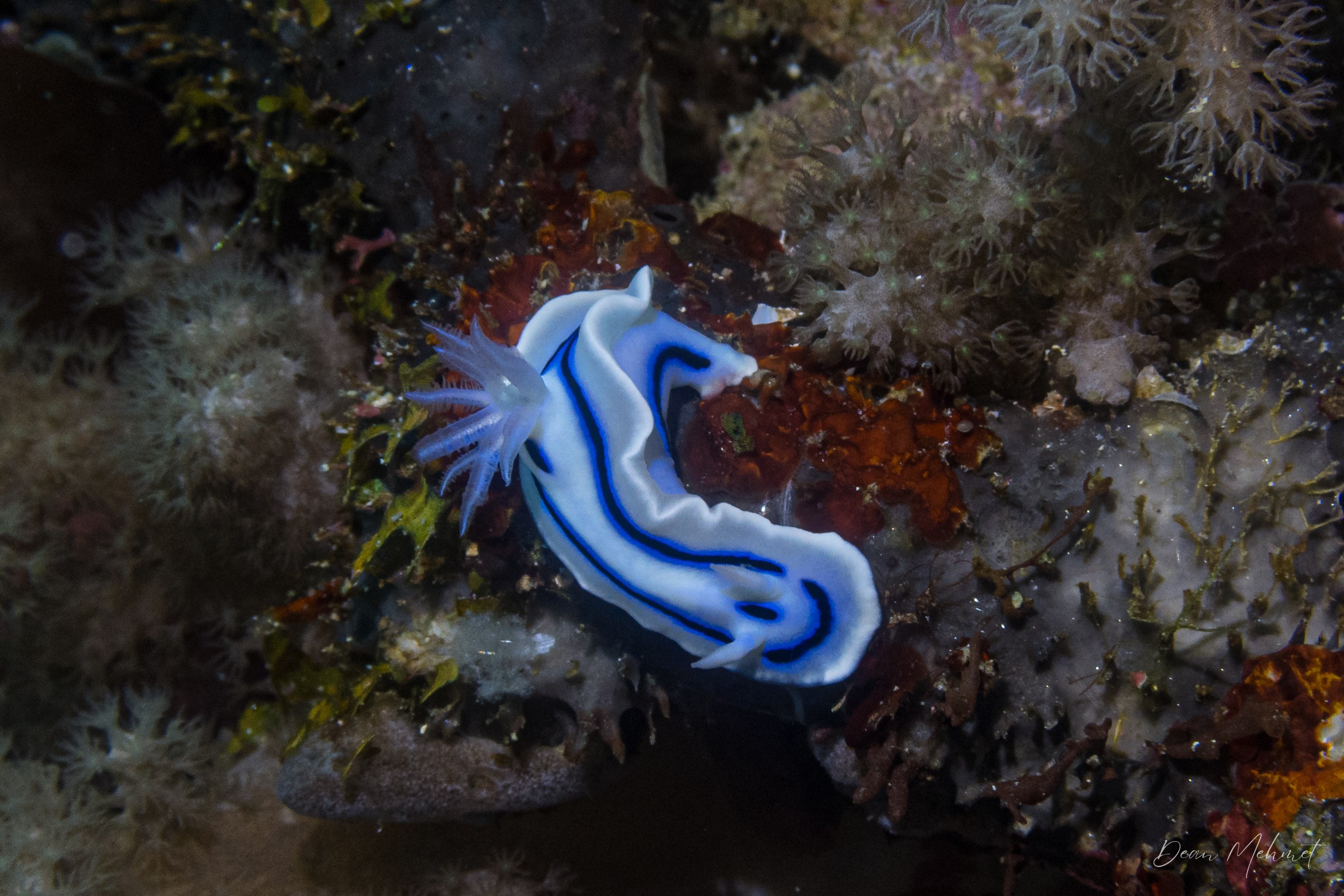 Loch's Chromodoris