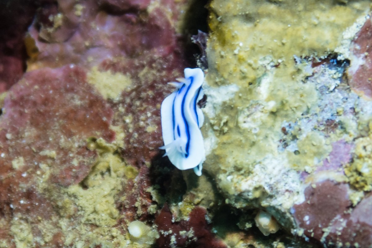 Loch's Chromodoris hero image