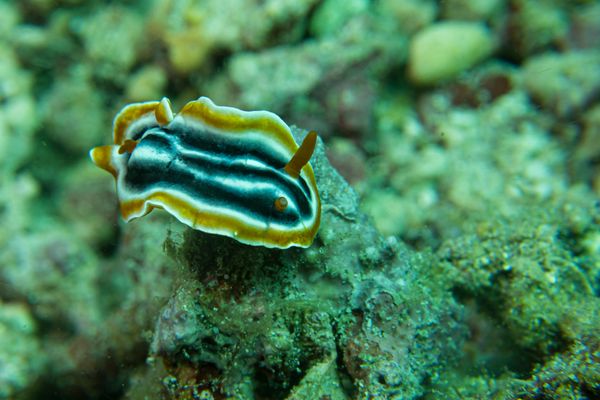 Magnificent Chromodoris
