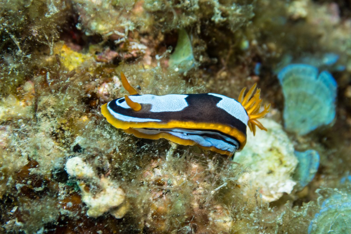 Western Chromodoris