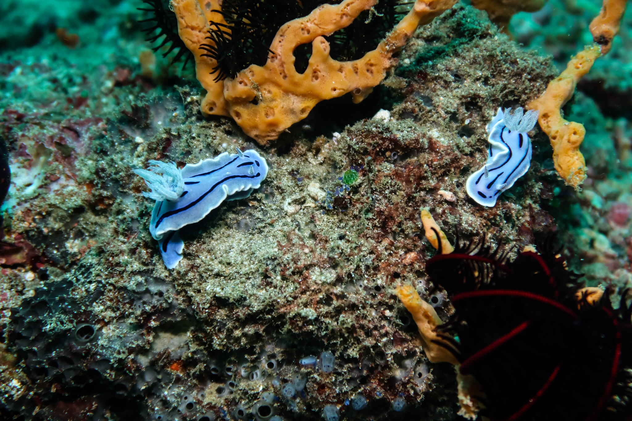 Willan's Chromodoris