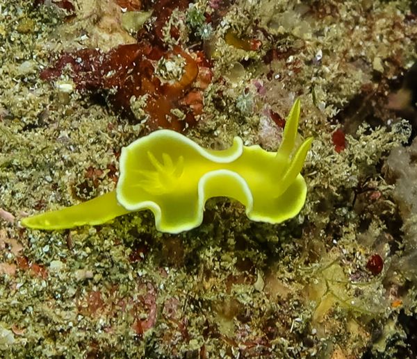 Diversidoris crocea - Anilao - 12 June 2025 - Dive 1