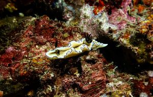 Black-margined Nudibranch from Anilao